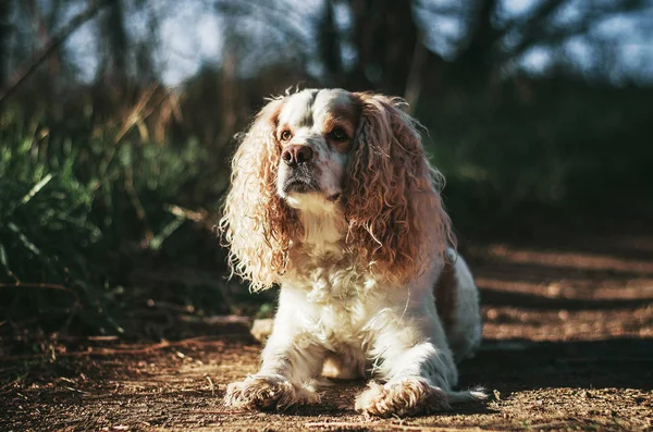 Der Hund Führt Das Kommando Lügen Aus Der Hund Liegt — Stockfoto