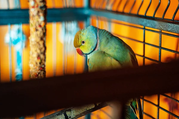 绿色鹦鹉在笼子里 一只绿色的鹦鹉坐在笼子里 鹦鹉看着鞭子的栏杆 Horowa — 图库照片