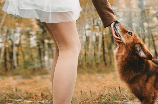 Kız bir köpek okşayarak. Bir köpek ormanda sevişme kız. Sonbahar. bir tilki gibi köpektir. Kırmızı köpek.