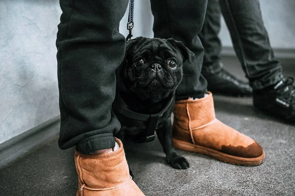 Sahibinin ayaklarına siyah pug. Köpek kameraya bakıyor.. 