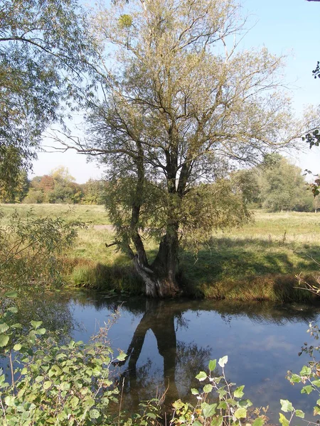 Sommarlandskap Med Träd Liten Flod — Stockfoto