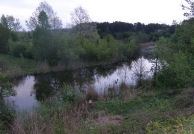 Ağaçlar, küçük nehir, yaz yatay