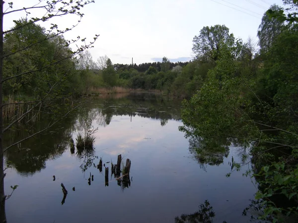 Ağaçlar, küçük nehir, yaz yatay. 