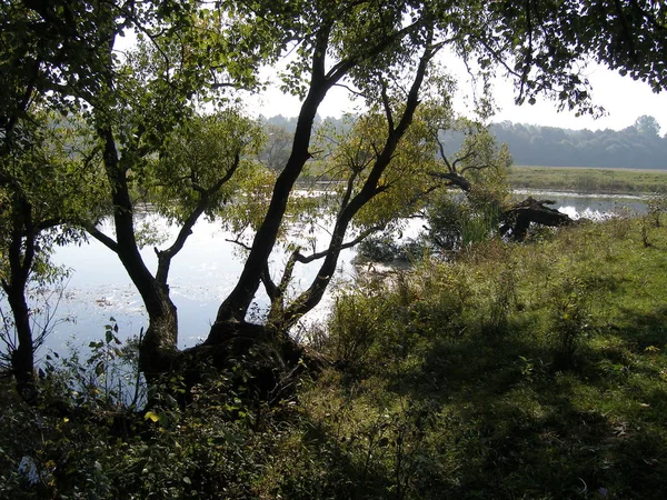 Sommarlandskap Med Träd Liten Flod — Stockfoto