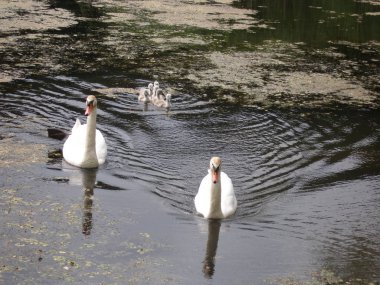 Sisli sabah. Kaz Gölü nün kıyısında.