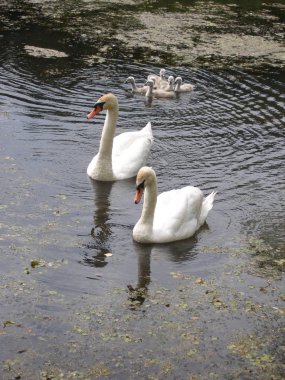 Sisli sabah. Kaz Gölü nün kıyısında.