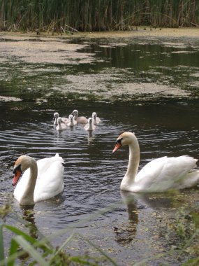 Sisli sabah. Kaz Gölü nün kıyısında.