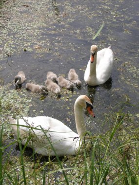 Sisli sabah. Kaz Gölü nün kıyısında.