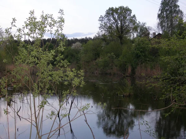 Sommerlandschaft Mit Bäumen Kleiner Fluss — Stockfoto