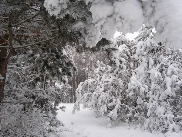 Покрытый Снегом Зимний Пейзаж Деревьями Снегом — стоковое фото