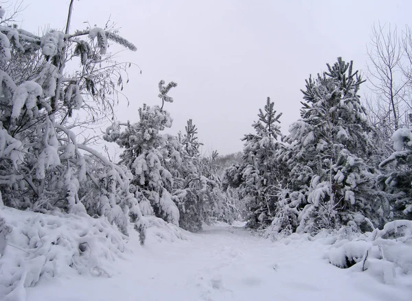 Schneebedeckt Winterlandschaft Mit Bäumen Schnee — Stockfoto