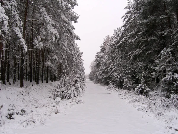 Coberto Neve Paisagem Inverno Com Árvores Neve — Fotografia de Stock