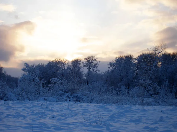 Coberto Neve Paisagem Inverno Com Árvores Neve — Fotografia de Stock