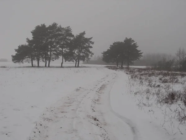 Coberto Neve Paisagem Inverno Com Árvores Neve — Fotografia de Stock