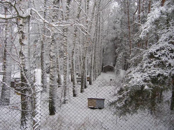Покрытый Снегом Зимний Пейзаж Деревьями Снегом — стоковое фото