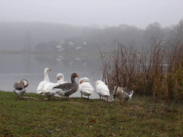 Manhã Enevoada Gansos Margem Lago — Fotografia de Stock