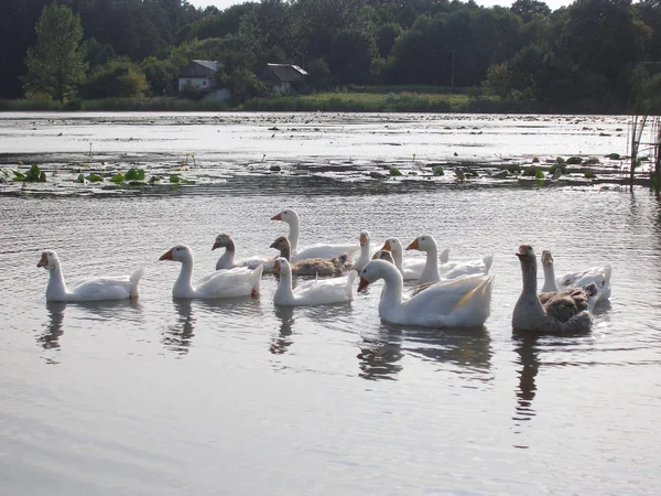 Nebliger Morgen Gänse Ufer Des Sees — Stockfoto