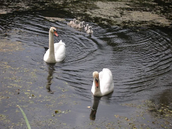 Sisli sabah. Kaz Gölü nün kıyısında.