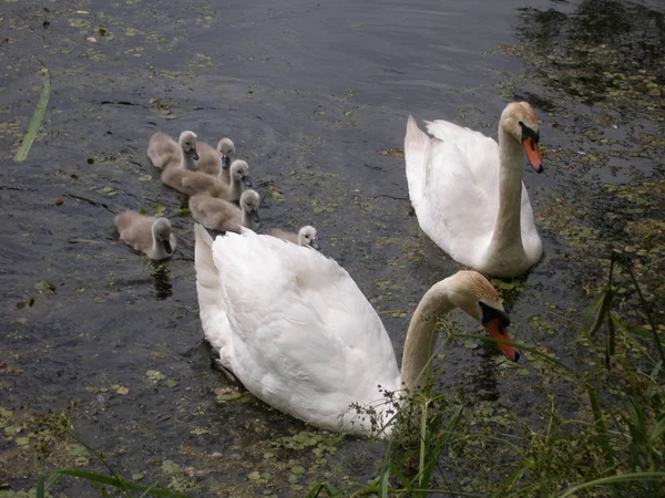 Famille Swan Sur Lac — Photo