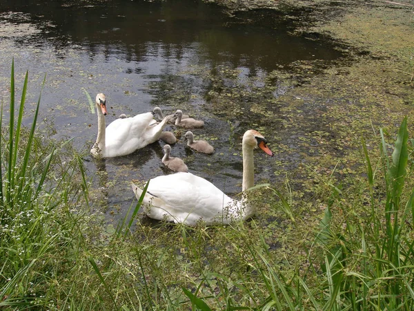 Famille Swan Sur Lac — Photo