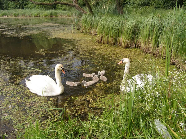 Schwanenfamilie See — Stockfoto