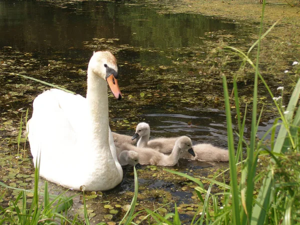 Schwanenfamilie See — Stockfoto