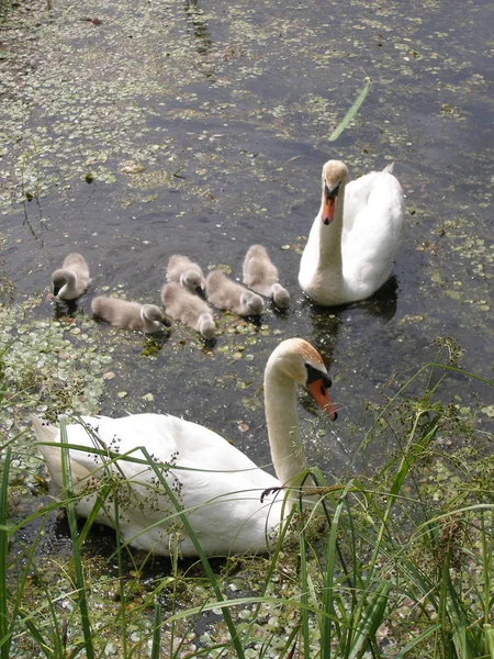 Sisli sabah. Kaz Gölü nün kıyısında.