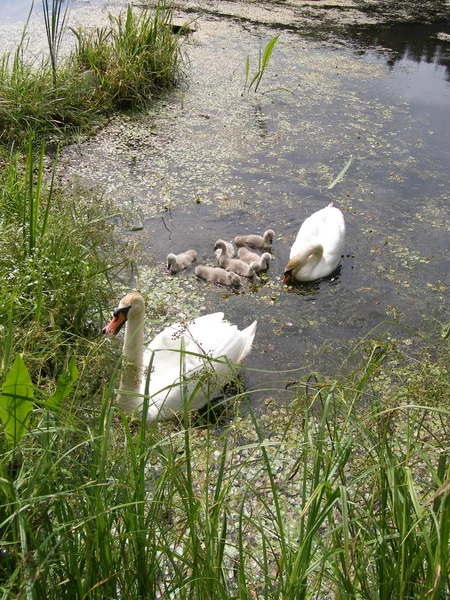 Schwanenfamilie See — Stockfoto