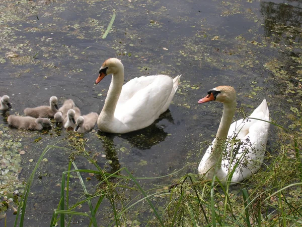 Familia Del Cisne Lago —  Fotos de Stock