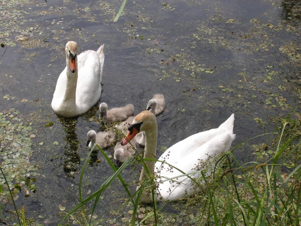 Familia Del Cisne Lago — Foto de Stock