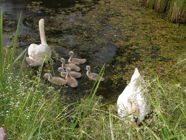 Schwanenfamilie See — Stockfoto