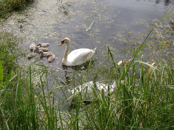 Schwanenfamilie See — Stockfoto