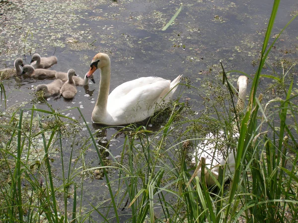 Famille Swan Sur Lac — Photo