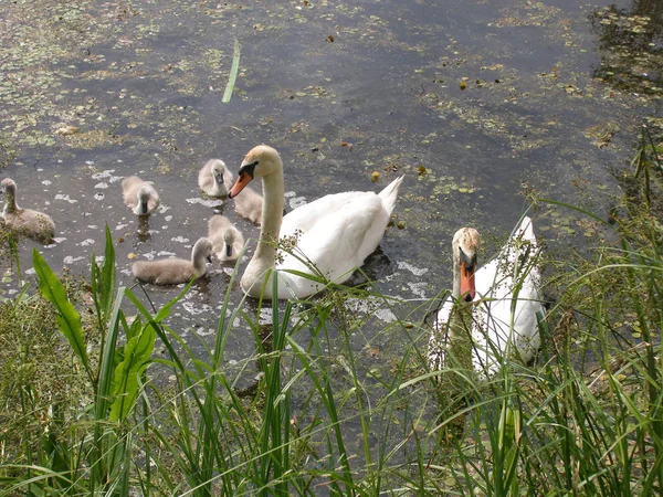 Schwanenfamilie See — Stockfoto