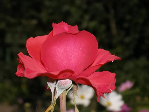Růže Rozkvétají Zahradě Domu — Stock fotografie