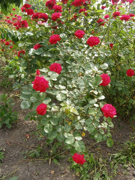 家の近くの庭に咲くバラ — ストック写真