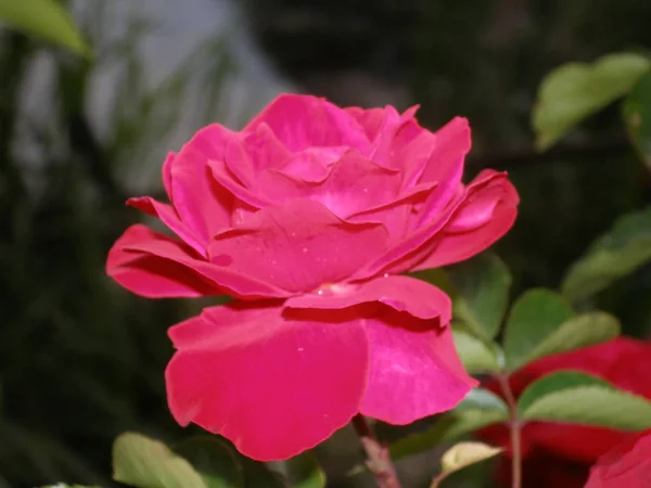 Rosas Florescendo Jardim Perto Casa — Fotografia de Stock