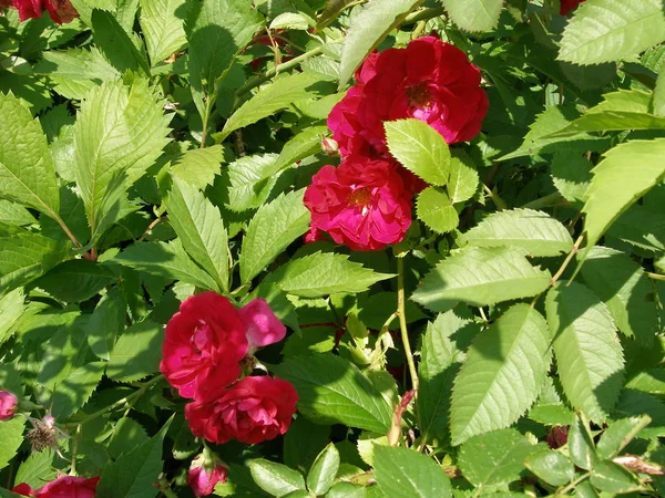 Rosor Som Blommar Trädgården Nära Huset — Stockfoto