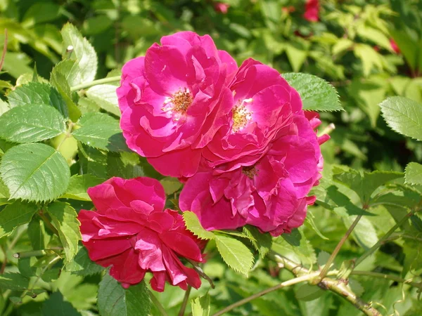 房子附近的花园里绽放的玫瑰 — 图库照片