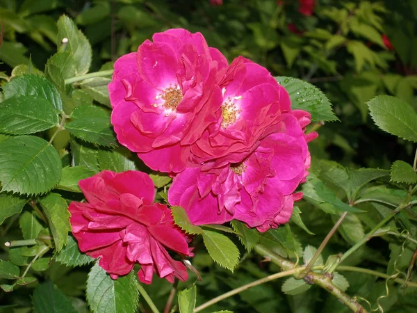 Rosas Floreciendo Jardín Cerca Casa — Foto de Stock