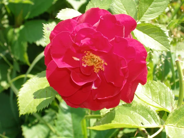 Τριαντάφυλλα Ανθίζουν Τον Κήπο Κοντά Στο Σπίτι — Φωτογραφία Αρχείου