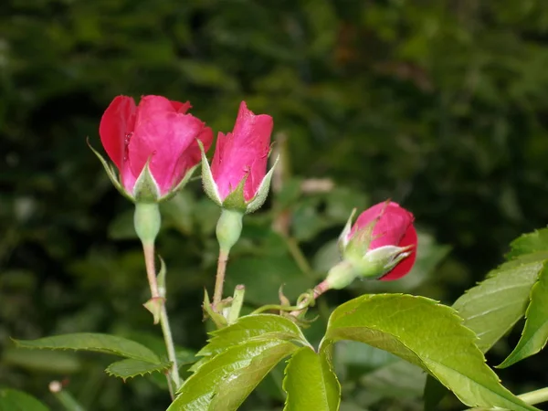 房子附近的花园里绽放的玫瑰 — 图库照片