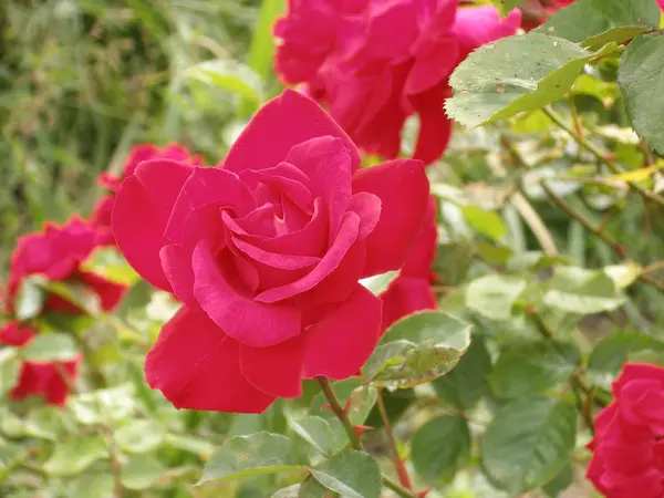 Rosas Floreciendo Jardín Cerca Casa — Foto de Stock