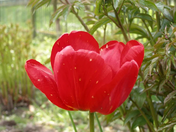 Rote Tulpen Blühen Garten — Stockfoto