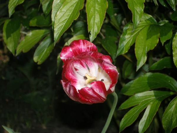 Rote Tulpen Blühen Garten — Stockfoto