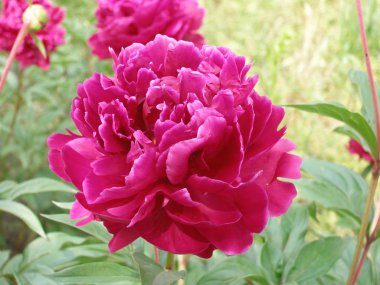 Ahududu peony çiçek bahçesinde