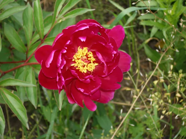 ラズベリー牡丹咲く庭 — ストック写真