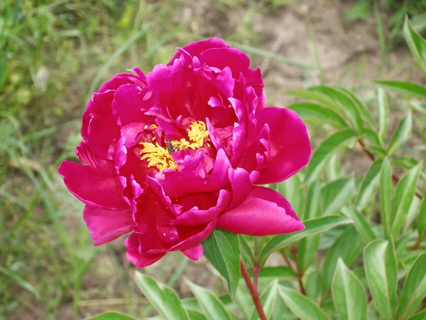 Lampone Peonia Fiorisce Giardino — Foto Stock