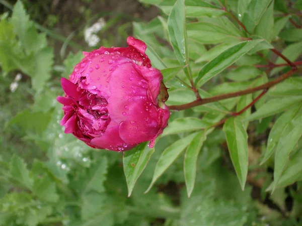 Raspberry Peony Blooms Garden — Stock Photo, Image