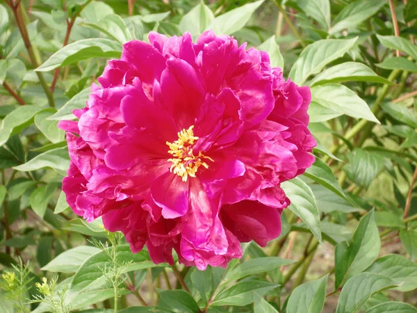 Raspberry Peony Blooms Garden — Stock Photo, Image